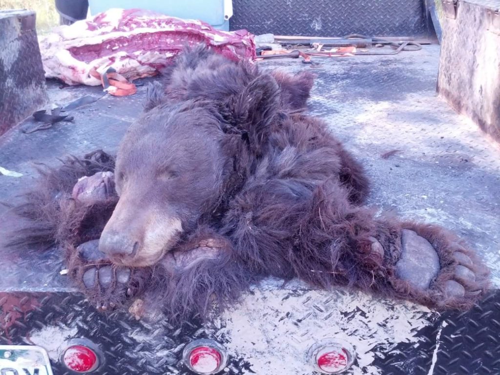 Trophy Bear Hunts in Colorado